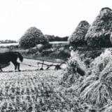 mieten en schoven bij klatering